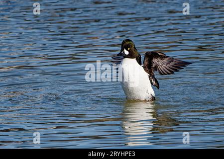 Das gemeinsame Goldenauge (Bucephala clangula) Stockfoto