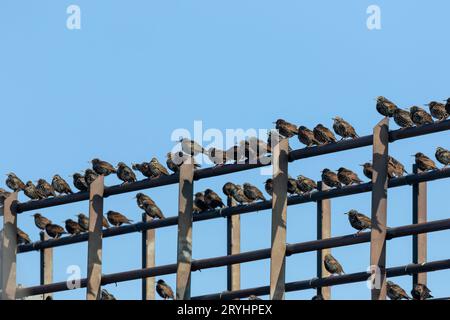 Die Herde der Stars (Sturnus vulgaris) am Ufer des Lake Michigan Stockfoto