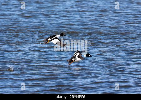 Das Goldauge (Bucephala clangula) im Flug Stockfoto