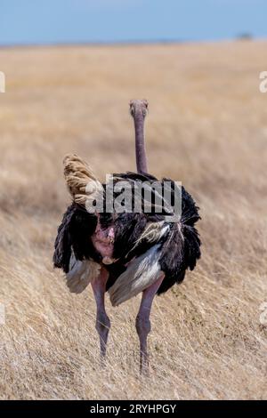 Wilder Strauß im Serengeti-Nationalpark Stockfoto