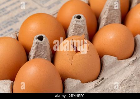 Braunes Hühnerei mit zerbrochener Schale im Karton. Geflügelhaltung, Eiqualität und Inspektionskonzept. Stockfoto
