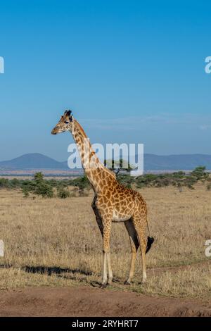 Wilde Giraffen im Serengeti Nationalpark im Herzen Afrikas Stockfoto