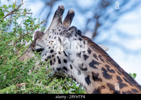 Wilde Giraffen im Serengeti Nationalpark im Herzen Afrikas Stockfoto