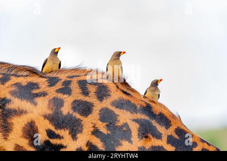 Vögel auf dem Rücken einer wilden Giraffe im Serengeti-Nationalpark im Herzen Afrikas Stockfoto