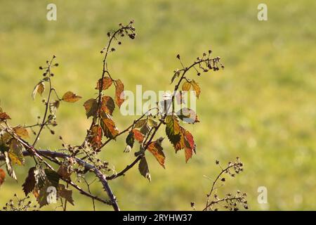 Ein Bramble der Gattung Rubus, mit seinen gefallenen Blütenblättern und seinen bunten Blättern, die die Farben des Herbstes aka Fall annehmen. Stockfoto