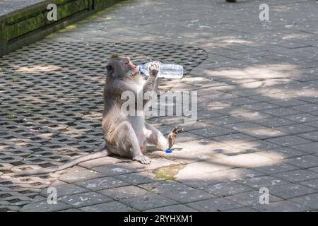 Ein erwachsener Affe trinkt aus einer Wasserflasche im Monkey Forest Sanctuary in Ubud Stockfoto