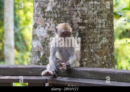 Ein langschwänziger Makaken, der eingeschlafen ist und im Affenwald Ubud sitzt. Stockfoto