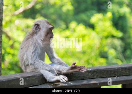 Ein langschwänziger Makaken, der eingeschlafen ist und im Affenwald Ubud sitzt. Stockfoto