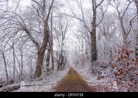 Wald nach starkem Schneefall. Winter-Ponamramny-Landschaft. Vormittag im Winterwald mit frisch gefallenem Schnee Stockfoto