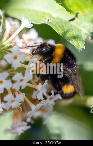 Makrofoto einer Hummel, die Nektar auf einer weißen Wildblume bestäubt und sammelt Stockfoto