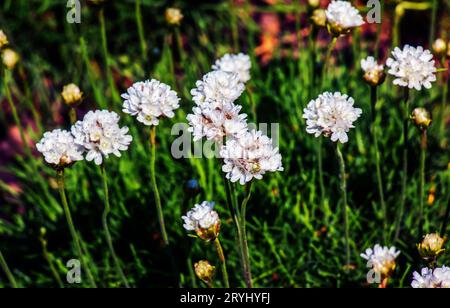 Blühende Pflanze. Pink und weiß Armeria maritima 'Alba' oder Seefracht. Armeria Ballerina Purple Rose Stockfoto