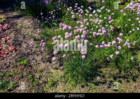 Blühende Pflanze. Pink und weiß Armeria maritima 'Alba' oder Seefracht. Armeria Ballerina Purple Rose Stockfoto