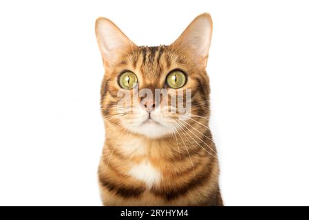 Nahporträt einer ernsten Katze. Maul einer niedlichen bengalischen Katze. Stockfoto