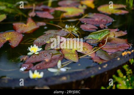 Lilie-Blumen blühen in einem halben Fass Wasser in einem Garten. Stockfoto