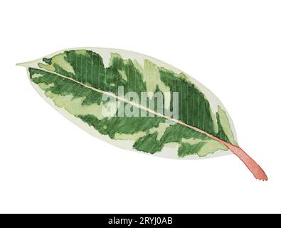 Ficus Elastica Tineke Leaf botanische Aquarelle Stockfoto