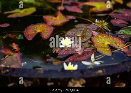 Lilie-Blumen blühen in einem halben Fass Wasser in einem Garten. Stockfoto