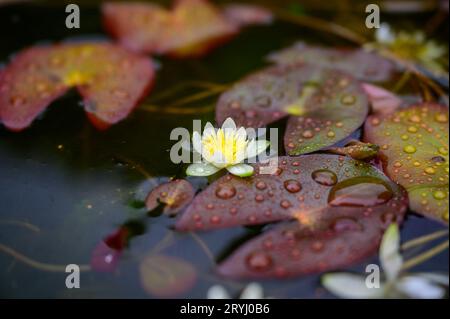 Seerosenblüten blühen in einem halbfaßigen Wasserspiel in einem Garten. Stockfoto