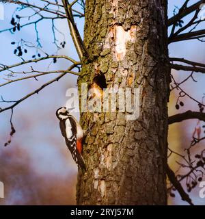 Specht auf einem Baum, der sich um sein Nest kümmert Stockfoto