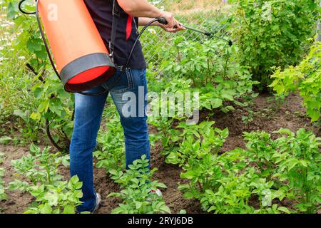 Schutz von Kartoffelpflanzen vor Pilzkrankheiten oder Ungeziefer mit Drucksprühgerät Stockfoto