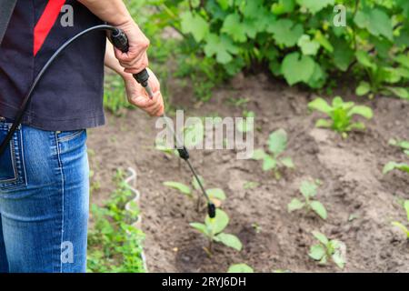 Weibliche Landwirtin schützt Auberginen vor Pilzkrankheiten oder Ungeziefer mit Drucksprühgerät und Stockfoto