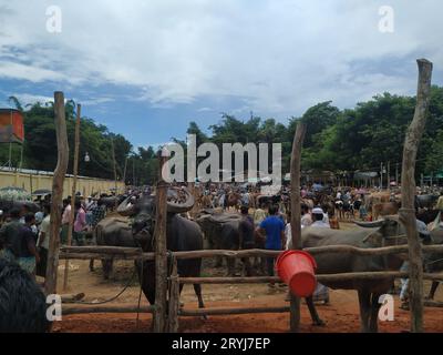 Das ist der qurbani Kuh- und Büffelmarkt Stockfoto