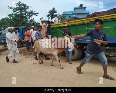 Das ist der qurbani Kuh- und Büffelmarkt Stockfoto