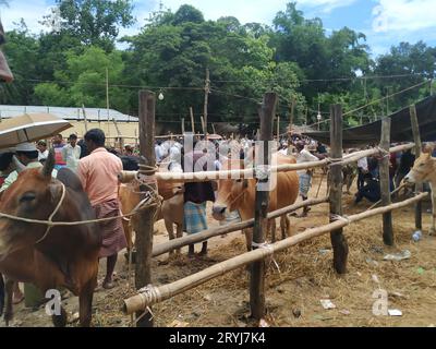 Das ist der qurbani Kuh- und Büffelmarkt Stockfoto