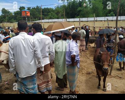 Das ist der qurbani Kuh- und Büffelmarkt Stockfoto