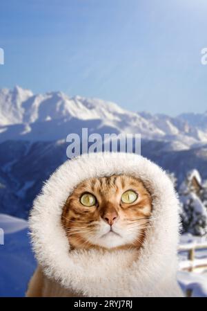 Lustige rote Katze in einem warmen Pullover auf winterlichem Hintergrund. Stockfoto