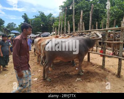 Das ist der qurbani Kuh- und Büffelmarkt Stockfoto