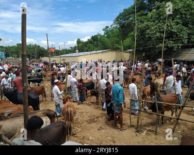 Das ist der qurbani Kuh- und Büffelmarkt Stockfoto