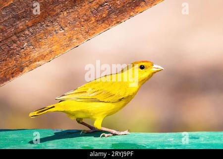 Orangefarbenes, gelbes finkenporträt mit niedlichem Vogel in freier Wildbahn Stockfoto