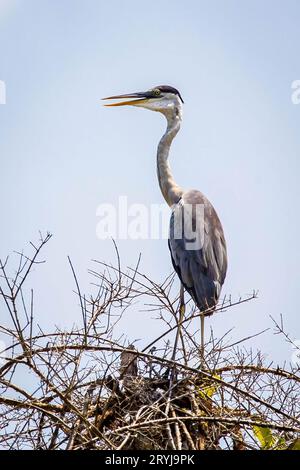 Großer Cocoi-Reiher im Nest Nahaufnahme Porträt auf Baum Stockfoto