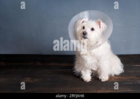 Niedliche weiße Hunderasse in Tierkegel posiert im Studio mit Kopierraum. Veterinärmedizinisches Konzept Stockfoto
