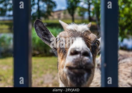 Kopf einer Reifen Ziege, der hinter einem Metallzaun neben der Wiese steht und auf das Kameraobjektiv blickt Stockfoto