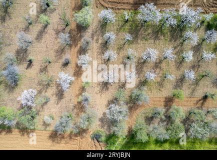 Drohnen-Szene mit Mandelbäumen im Frühling bedeckt mit weißen Blüten. Draufsicht, Drohnenlandschaft Panorama Stockfoto