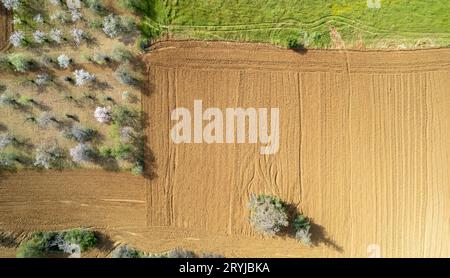 Drohnenantenne von Mandelblüten und Olivenbäumen auf dem Ackerland. Frühling in der Natur im Freien. Stockfoto