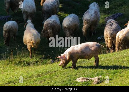 Schwein unter den Schafen, die auf dem grasbewachsenen Hügel weiden. Ansicht von oben. rumänien apuseni Stockfoto