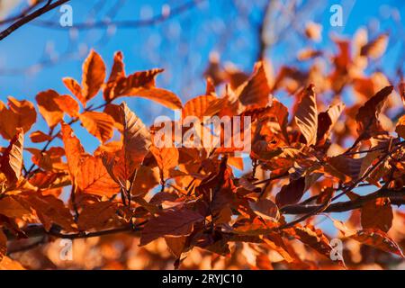 Rotes Laub im Herbstwald. Wunderschöner Naturhintergrund Stockfoto