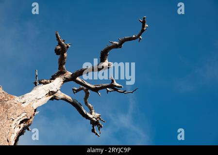 Abgestorbener trockener Baum mit blattlosen Ästen gegen den blauen, klaren Himmel. Mit Kopierraum Stockfoto