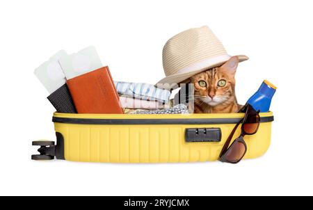 Lustige Katze in einem Koffer mit Brille, Pässen, Tickets und Kleidung auf weißem Hintergrund. Stockfoto