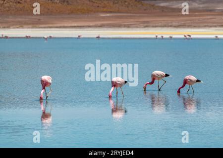 Wüstenlandschaft und Tierwelt der altiplanischen Lagunen in Bolivien Stockfoto