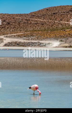 Wüstenlandschaft und Tierwelt der altiplanischen Lagunen in Bolivien Stockfoto