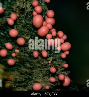 Wolfsmilch (Lycogala epidendrum) eine kosmopolitische Schleimpilzart (Myxogastrid Amobea). Foto von Las Arrieras, Costa Rica. Stockfoto