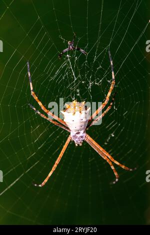 Große weibliche Dorsalseite) und kleine männliche Silberargiope (Argiope argentata) aus Las Arrieras, Costa Rica. Stockfoto