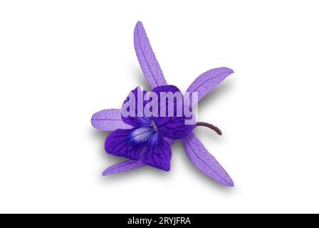 Blick auf die schöne lila einzelne blühende Petrea volubilis Blume isoliert auf weißem Hintergrund. Stockfoto