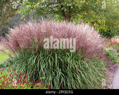 Chinesisches Silbergras, Miscanthus sinensis, blühend im Garten Stockfoto