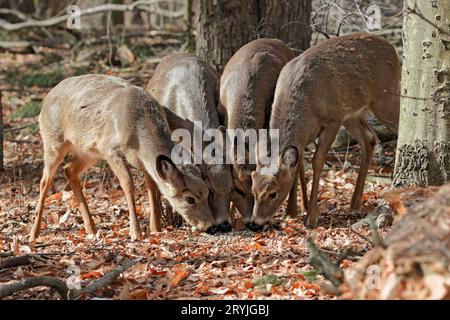 Weiß - angebundene Rotwild (Odocoileus Virginianus) Stockfoto