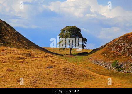 Sycamore Gap Stockfoto