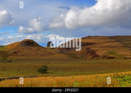 Sycamore Gap Stockfoto